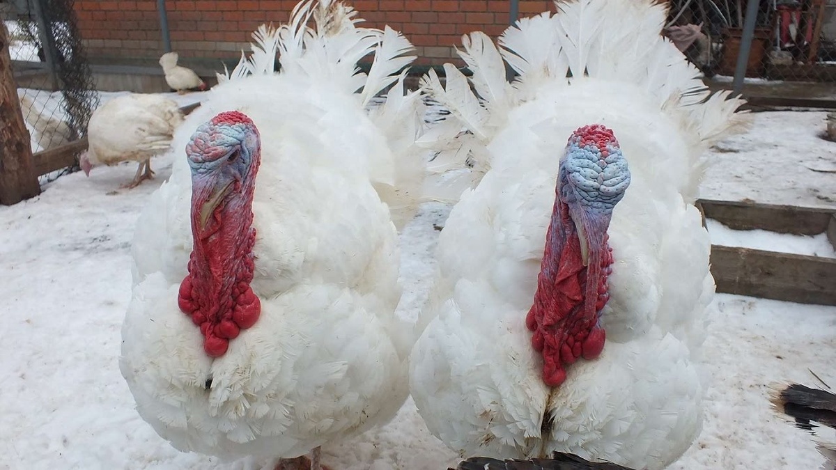 Фотография из интернета