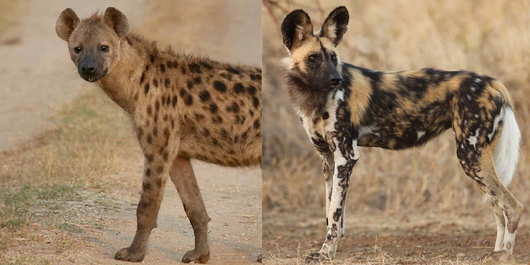 Есть ли что-то общее у собаки с гиеной: разбираемся в родственных связях