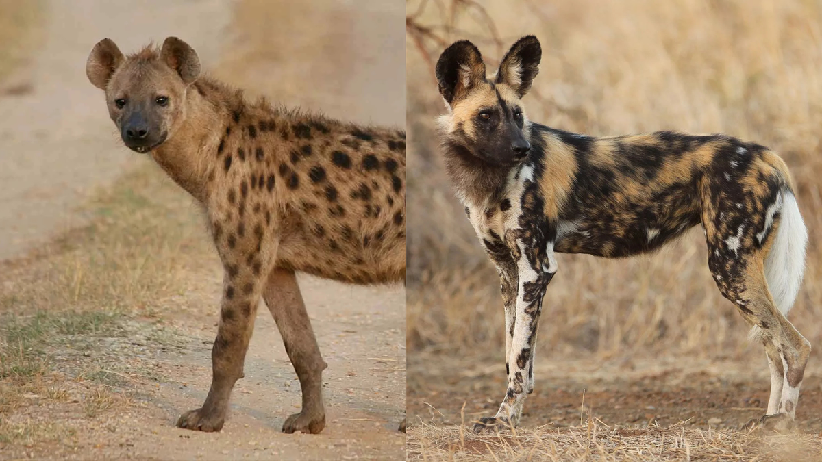 Гиена и собака