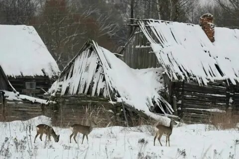 Из открытых источников интернета