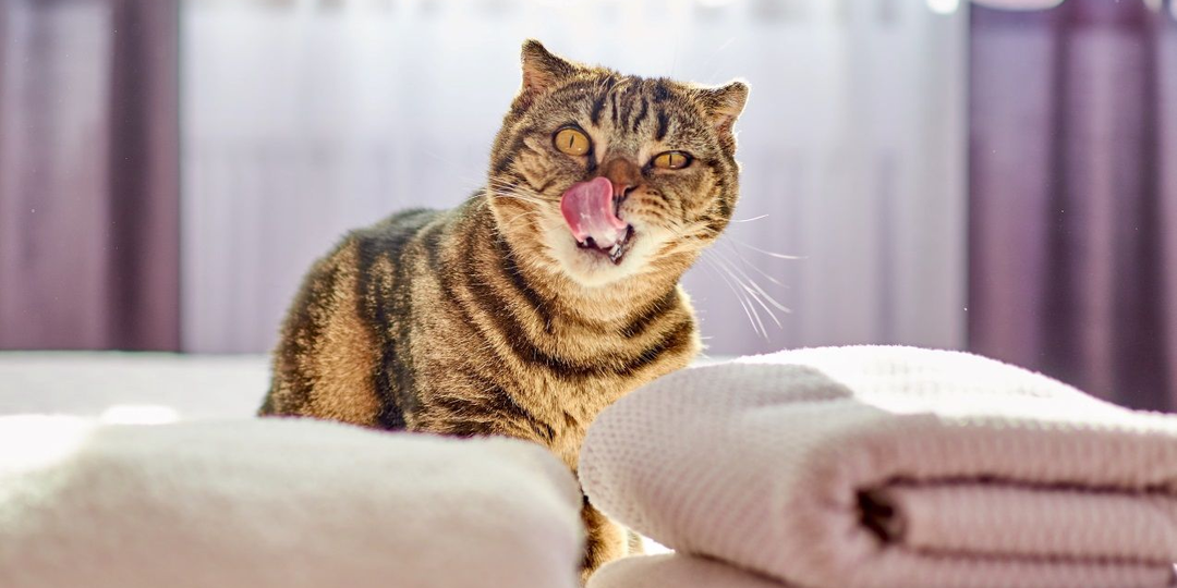 🐱Почему у одних дома пахнет «кошкой», а у других нет?