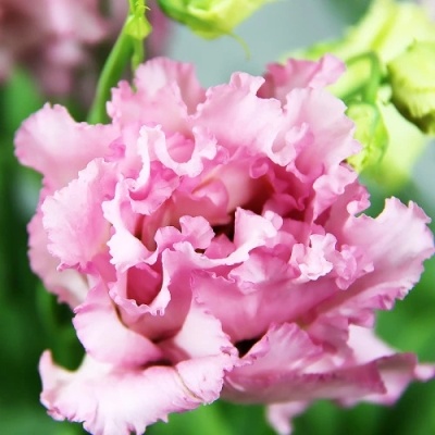 Алисса Пинк