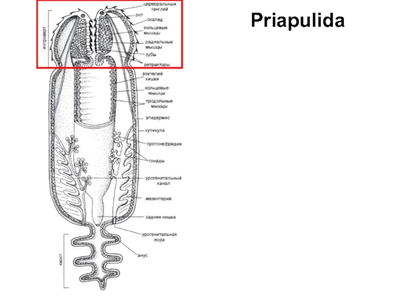 Внутреннее строение приапулы.