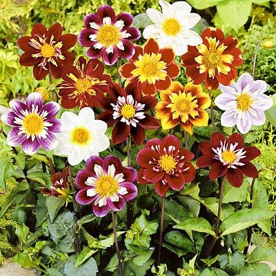 ‘Коларетте Дэнди’. С https://i.pinimg.com/.