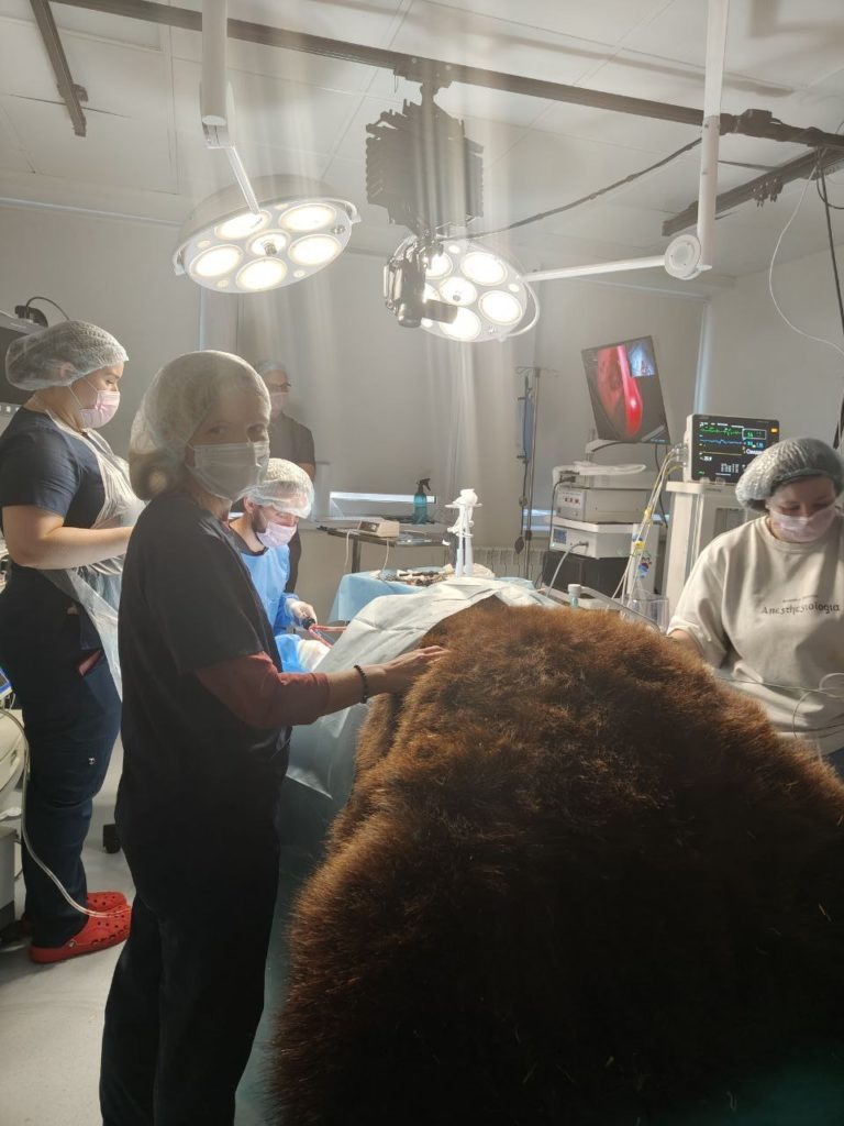     Из-за насморка медведю Мише сделали лоботомию: ветеринар из Волжского возила с волонтерами зверя на операцию в Санкт-Петербург
