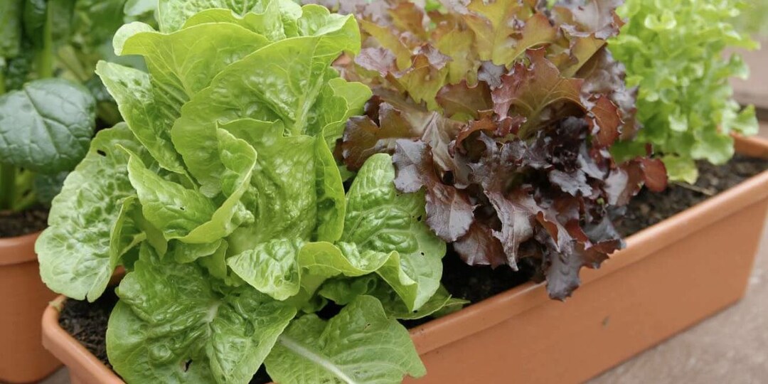 Как вырастить салат на кухонном окне 🌿🥗