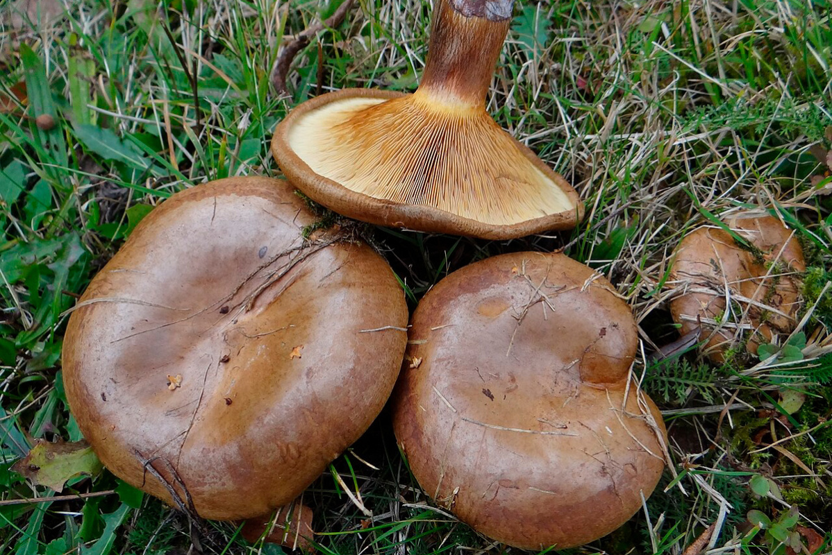    Фото: Jerzy Opioła / Wikipedia