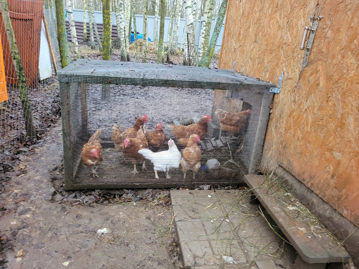 Курочки ждут свободы.