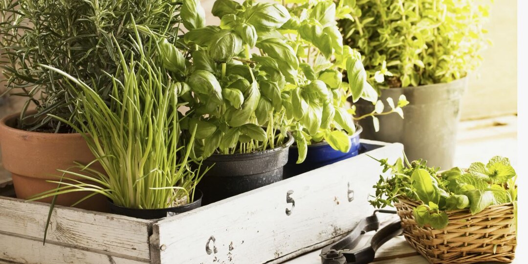 Пряные травы в горшках: уход зимой 🌿❄️