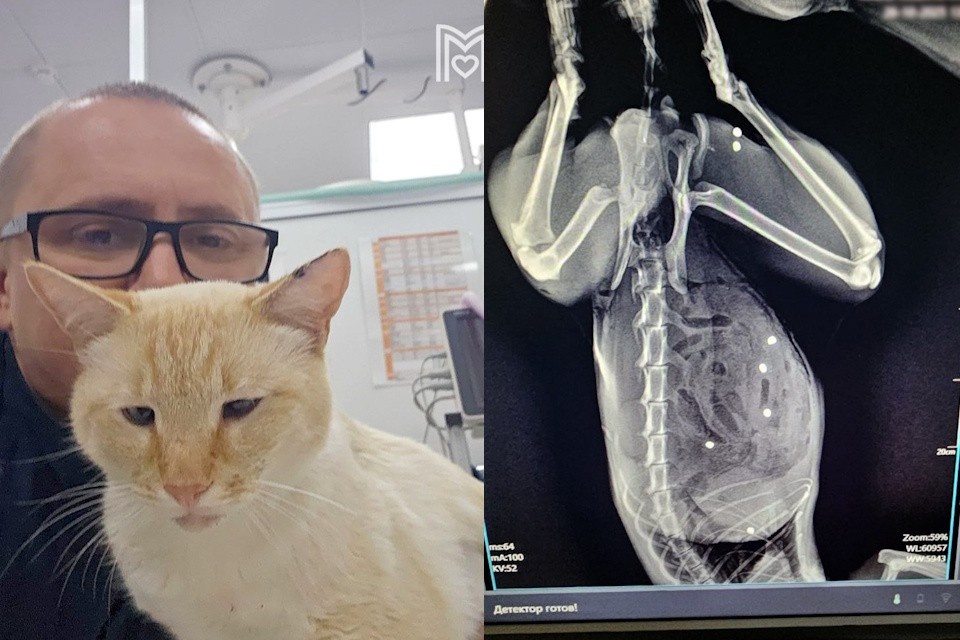    В Зеленограде ветеринары спасли кота с 24 пулевыми ранениями Фото: Мосветобъединение