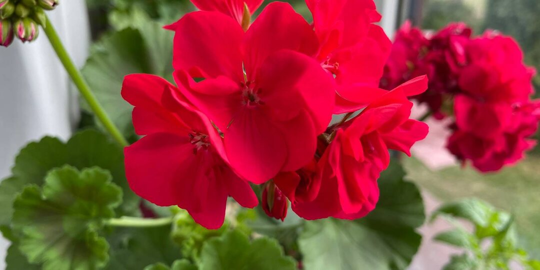 Когда начинать формировать пеларгонии. Важный момент, который многие упускают