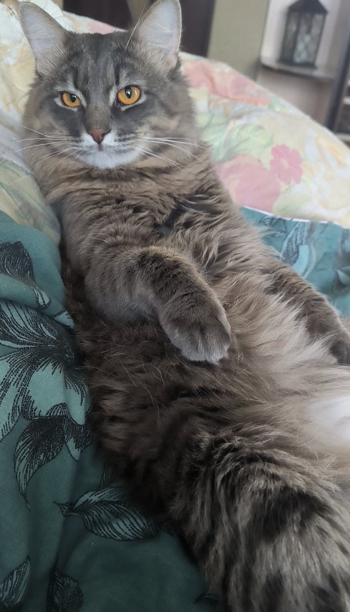 Все фотографии в статье авторские, кот тоже, все остальное - котовское) 