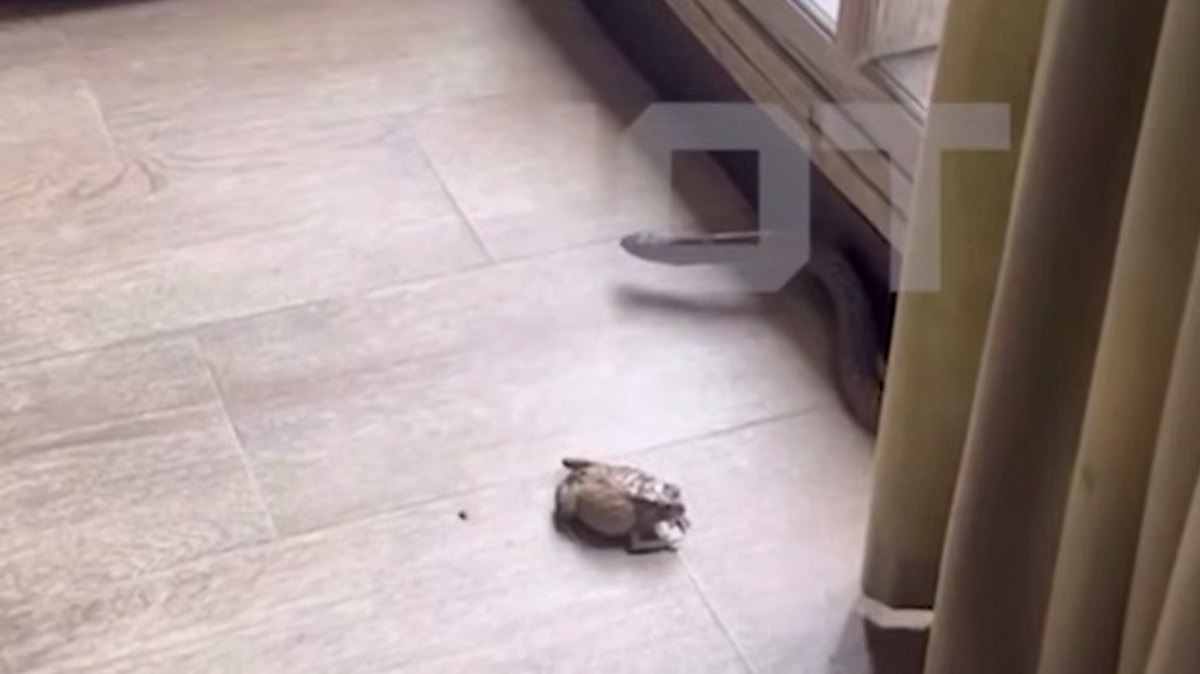    Фото: Скриншот видео / Shot / Telegram