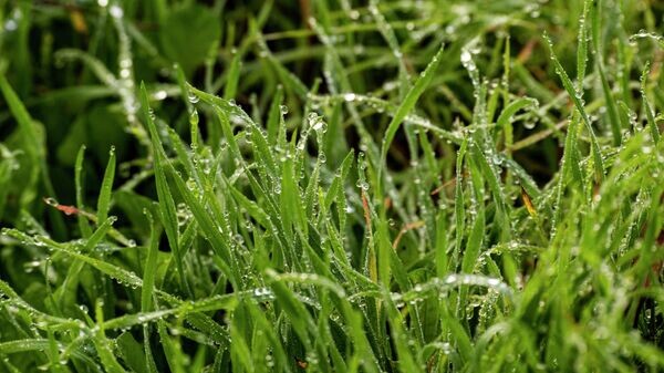    © РИА Новости Крым . Дмитрий Макеев