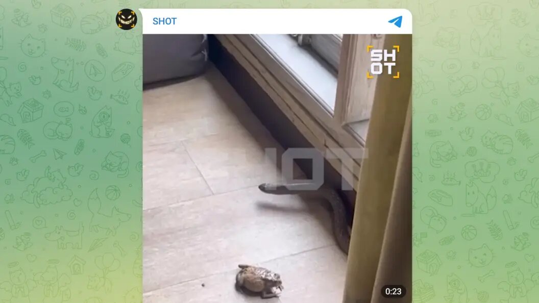    Telegram-канал SHOT