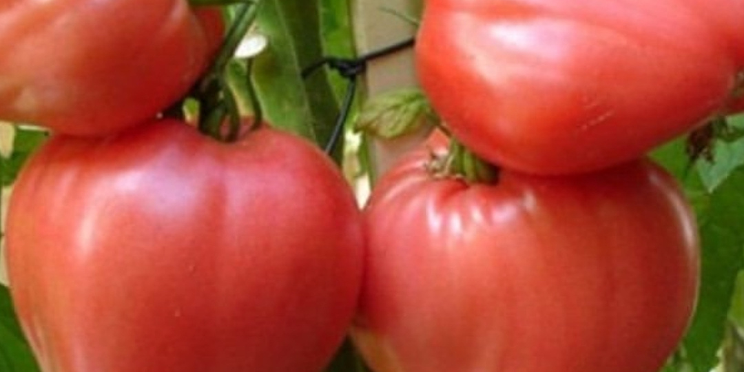 Соседи завидуют моим низкорослым томатам размером с кулак. 5 сортов удивят крупноплодностью при своем росте 50 см