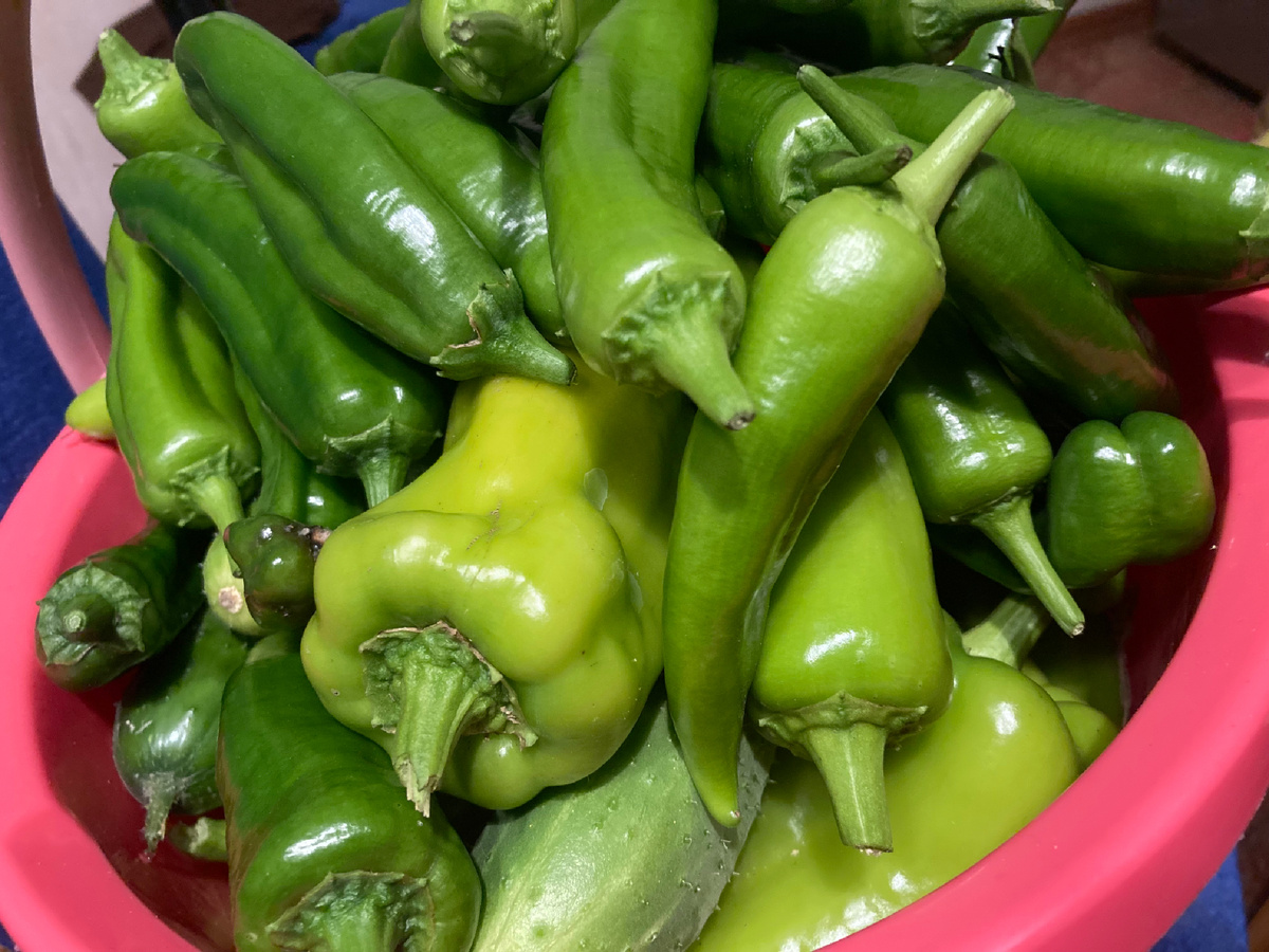 Урожай октябрьского перца-2025. Четко видны перцы двух сортотипов. И шпион-огурец.