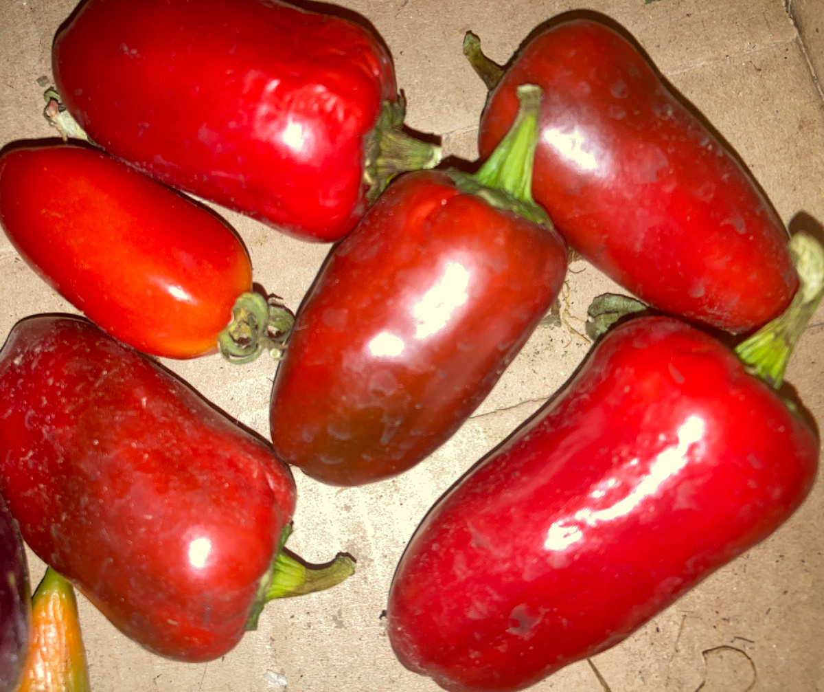 Или не совсем колобков, но толстостенная пузатая мелочь. 6.08.2025