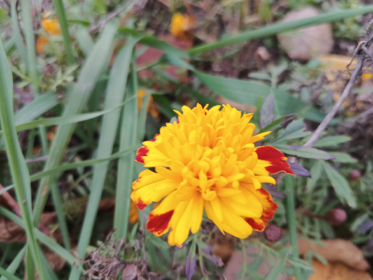 Бархатцы или чернобривцы. Очень красивые. Фото Галины Малышевой.