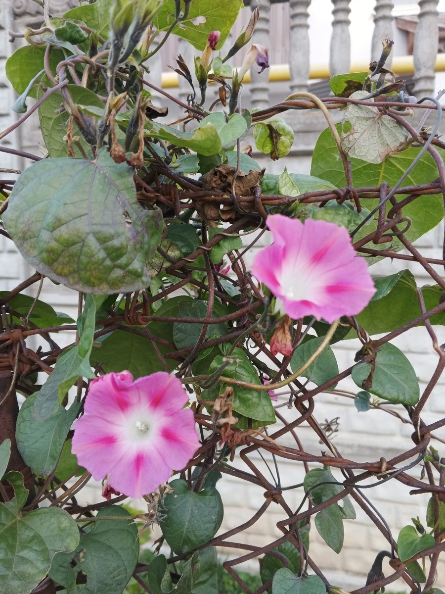 Вьюнок садовый. Фото Галины Малышевой.