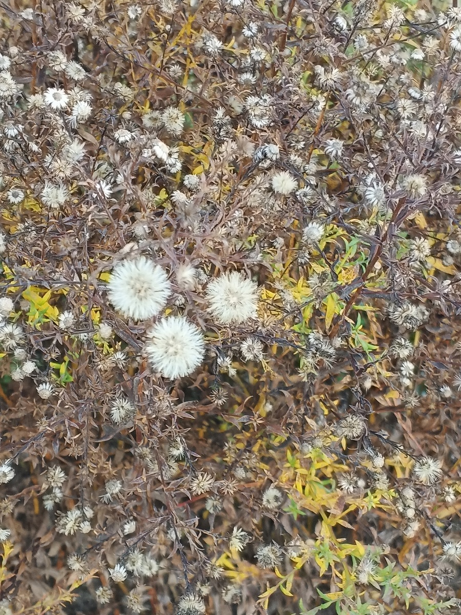 Не знаю что это, но забавно. Фото Галины Малышевой.