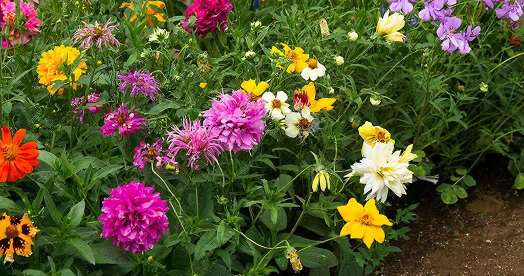 Пять цветов для мая: сеем сразу на клумбу