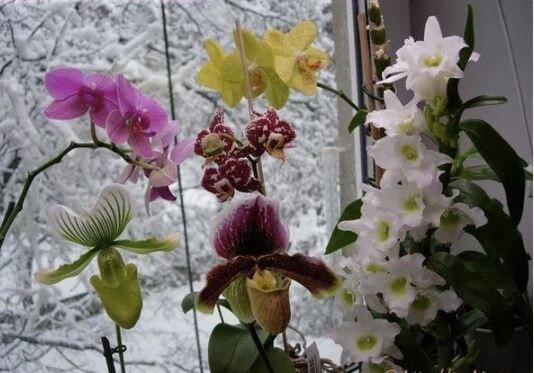 Как помочь орхидеям пережить зиму: простой гид для цветоводов