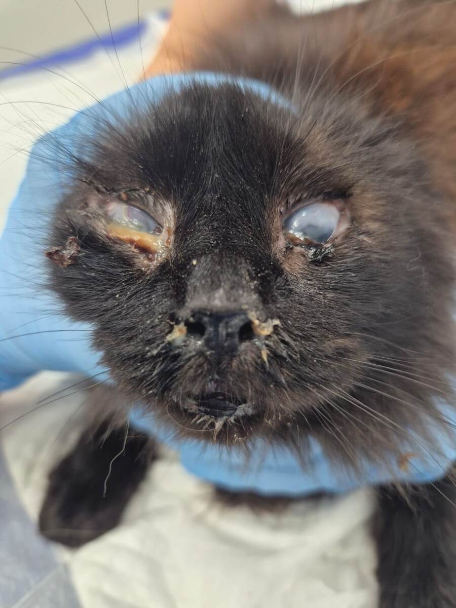 Вот в таком состоянии мы его увидели в реальности....