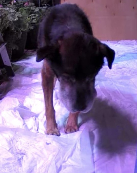 Дживс филосовствует ...