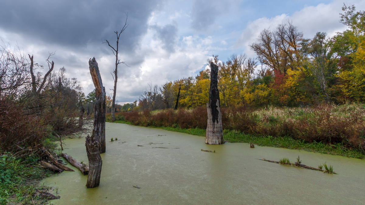 Сусанинское болото (Исуповское)