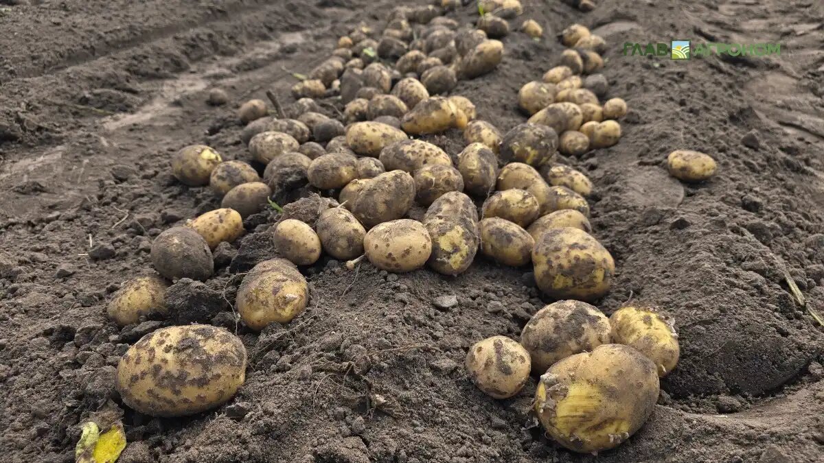 Фото:© Артем Борисов / Glavagronom.ru
В 2026 году увеличится господдержка производителей овощей из российских семян