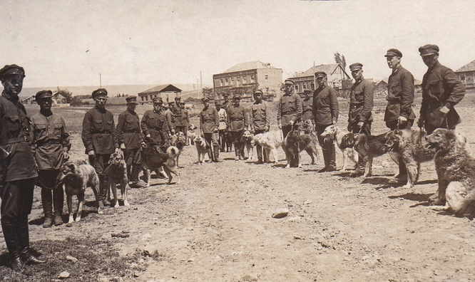 Нельзя убегать и другие правила спецназа при нападении собаки