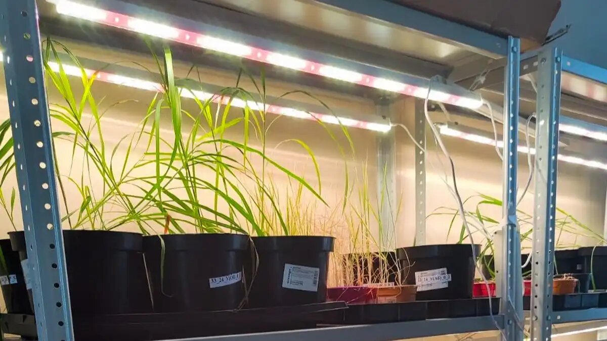 Фото:из личного архива Анны Бетехтиной / urfu.ru
Образцы мискантуса вырастили в лаборатории в УрФУ