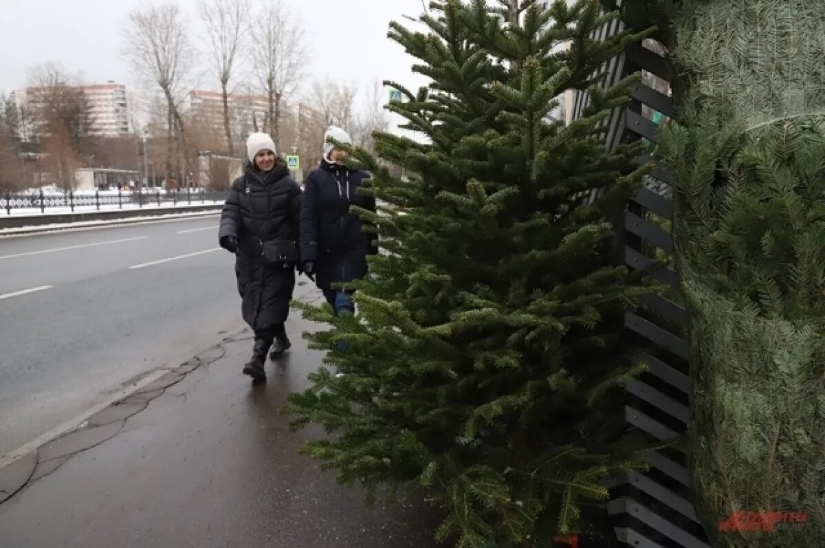    Кастинг хвойных.