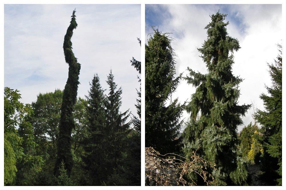 Слева ель сербская 'Pendula Bruns' в Парке садов в Бад Цвишенане, фото: Сергей Калякин. Справа ель сербская 'Pendula' в арборетуме Боскопа, фото: Александр Сапелин
