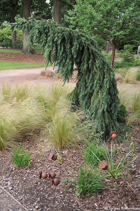 Ель сербская 'Pendula' в саду RHS Wisley