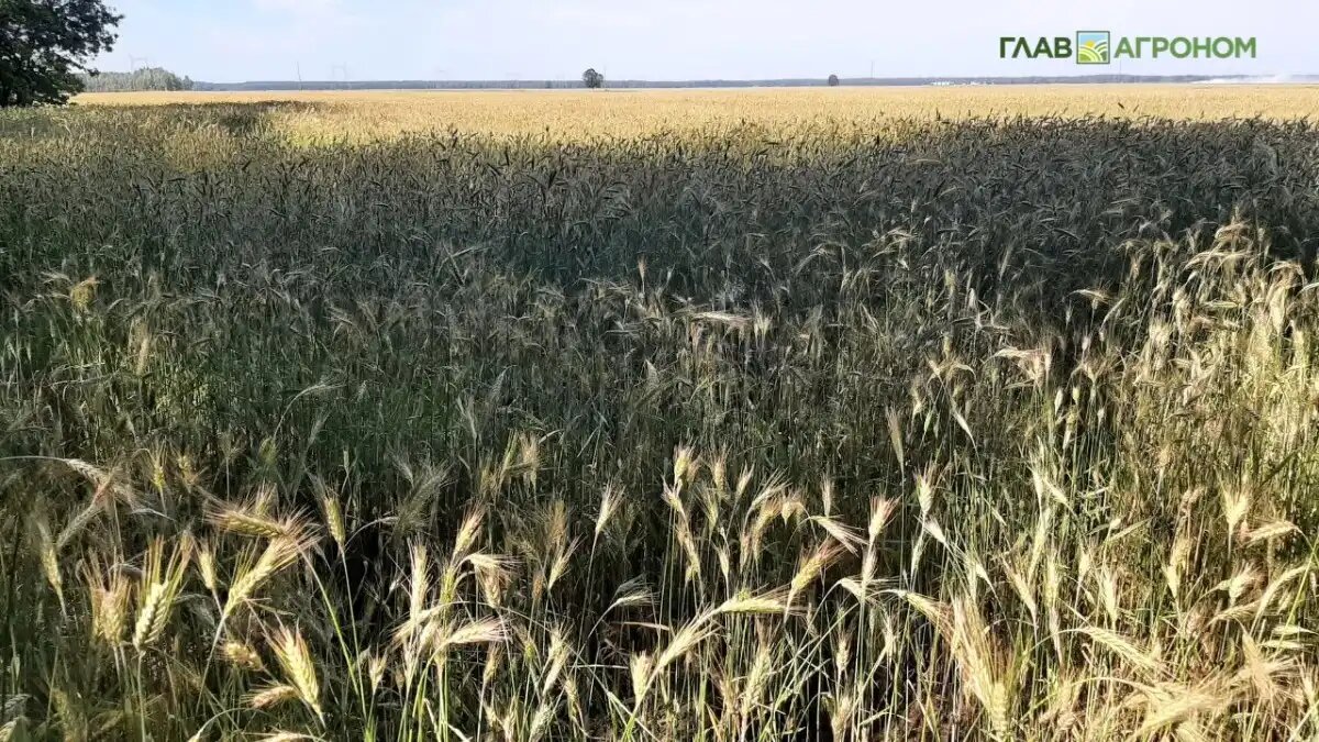 Фото:© Светлана Даренских / Glavagronom.ru
Фунгицид дифеноконазол входит в ТОП-10 самых применяемых в мире