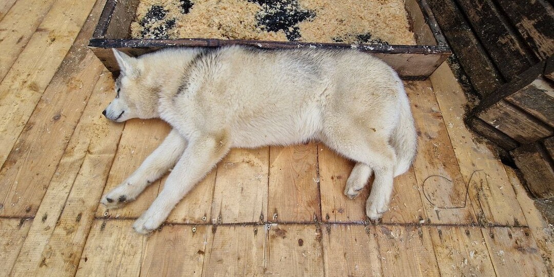 Привязанного в лесу хаски с ножевыми ранениями спасли волонтеры в Нижнем Новгороде