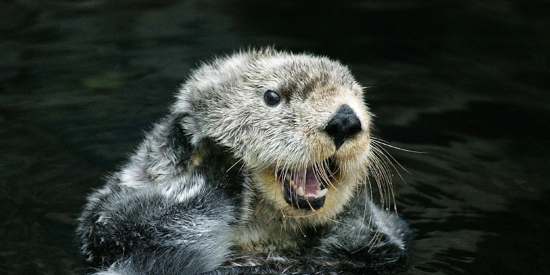 Экзотика на родине: 10 животных, которых можно встретить только в России