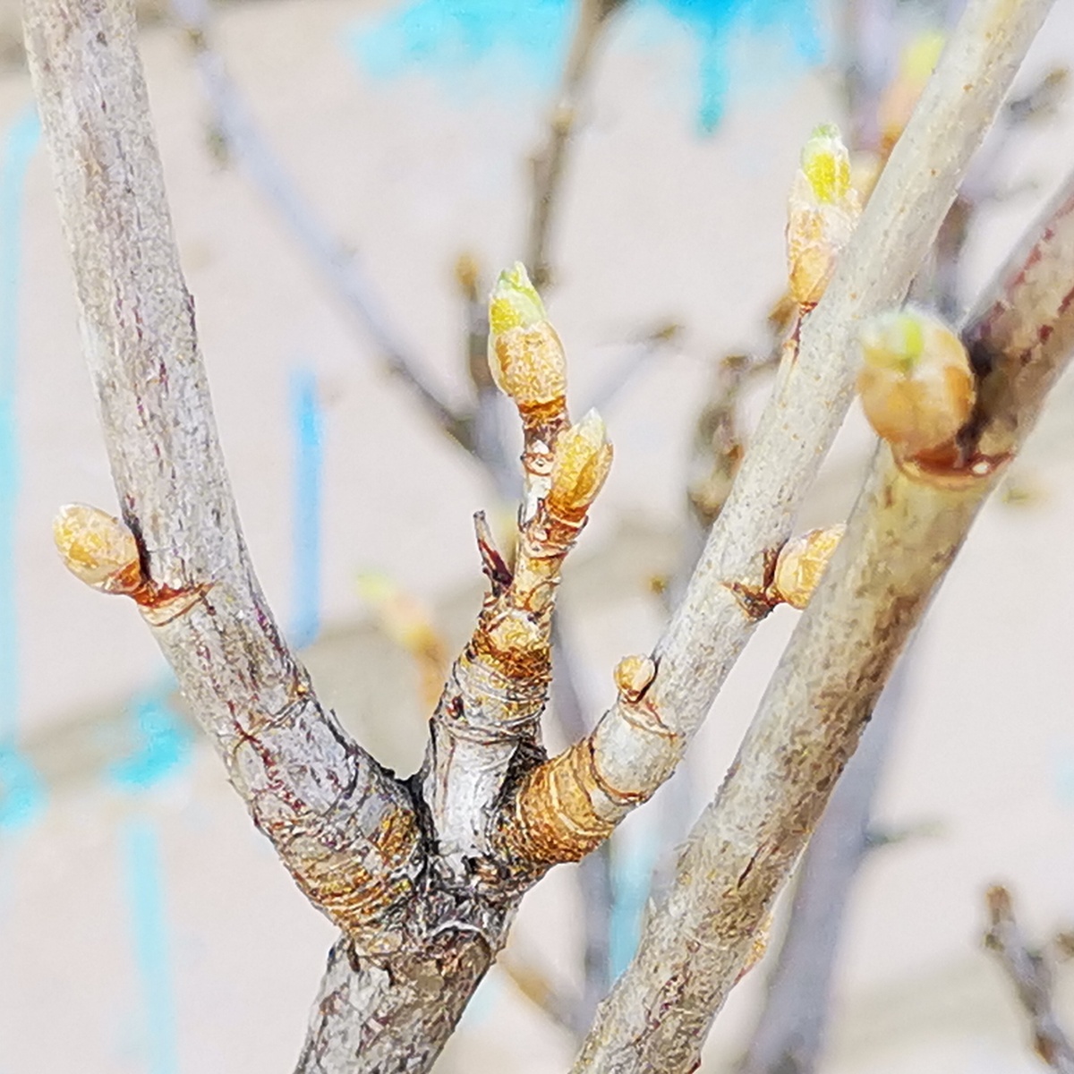 Куст красной смородины 