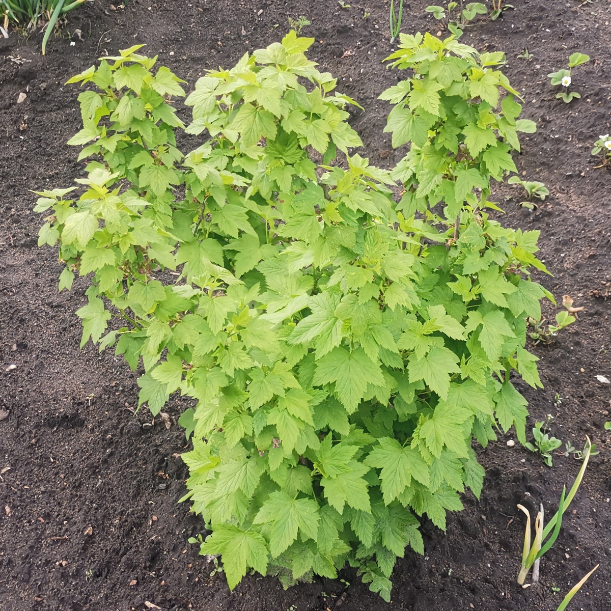 Красная смородина