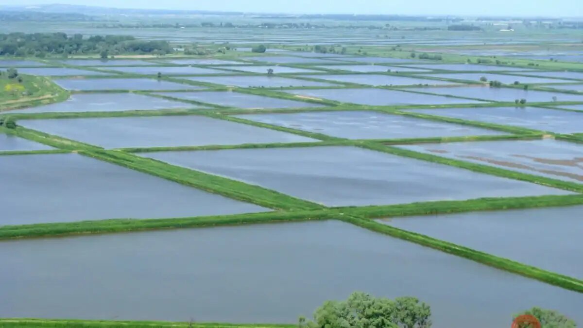 Фото:ФГБУ «Россельхозцентр» по Краснодарскому краю
Отечественные рисоводы способны полностью закрыть потребность в рисе для России