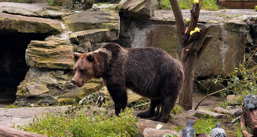    Первый городской канал Калининград