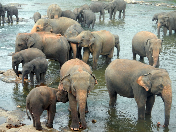   Лилия Шарловская