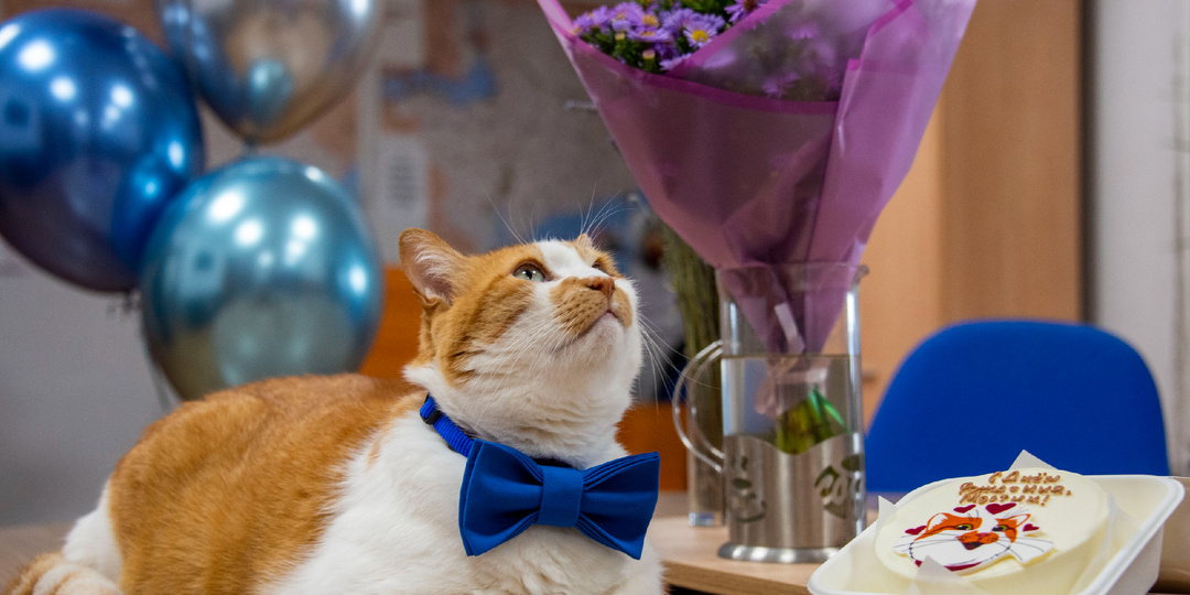 Коту Мостику 10 лет: как отметили юбилей