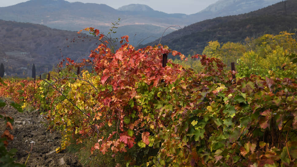 Фото: Виктор Коротаев / Коммерсантъ
