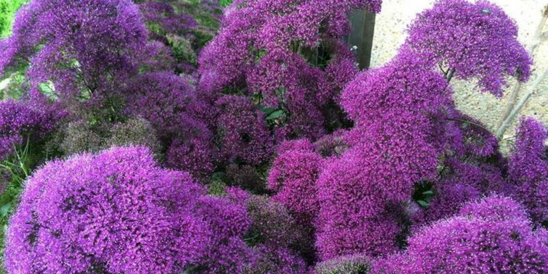 СОВЕТУЕТ ЗРИТЕЛЬ. ТРАХЕЛИУМ — нежность и очарование.