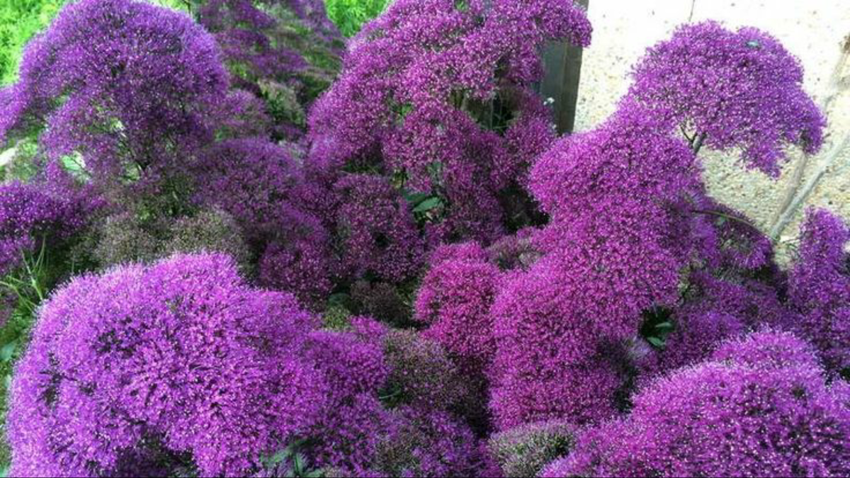 Фото из свободного источника