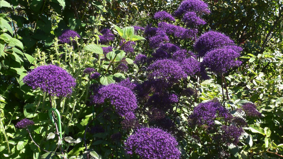 Фото из открытого источника