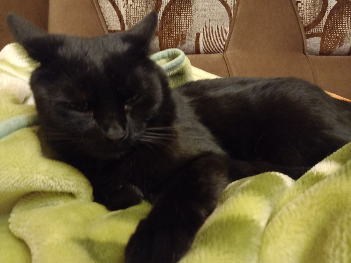 Как мой кот Кусик - он очень любит подремать.